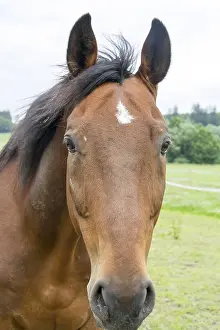 Thoroughbred Breed Prints: Horse
