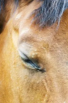 Deserted Paddock Prints: Horse
