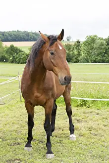 Domestic Horses Prints: Horse