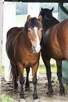 Animal Husbandry Pictures Prints: Horse