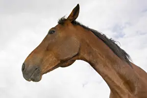 Young Animal Pictures Prints: Horse
