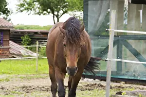 Thoroughbred Breed Prints: Horse