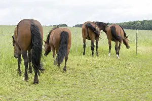 Deserted Paddock Prints: Horse