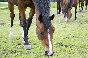 Deserted Paddock Prints: Horse