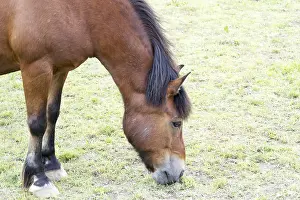 Thoroughbred Breed Prints: Horse