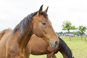 Domestic Horse Prints: Horse