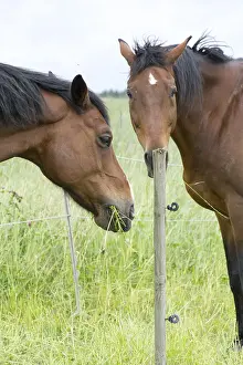 Domestic Horse Prints: Horse