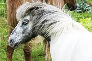 Domestic Horse Prints: Horse