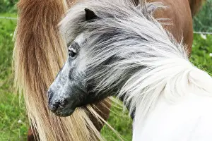 Horse Head Shot Prints: Horse