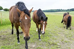 Thoroughbred Breed Prints: Horse
