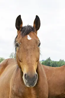 Horse Riding Pictures Prints: Horse