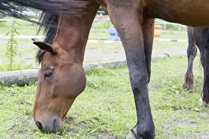Young Animal Pictures Prints: Horse