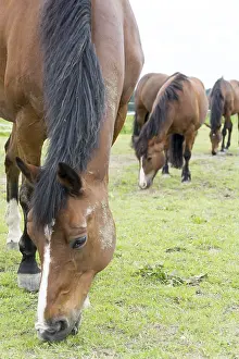 Animal Husbandry Photos Prints: Horse