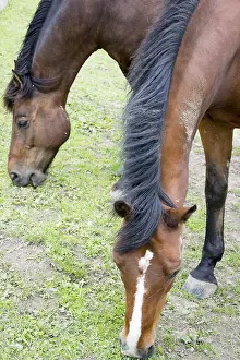 Horse Head Shot Prints: Horse