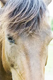 Domestic Horse Prints: Horse