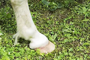 Domestic Horses Prints: Horse