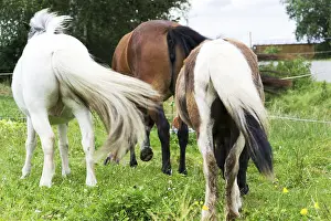 Horse Breed Prints: Horse