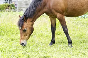 Farm Animal Depiction Prints: Horse