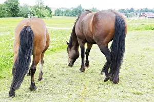 Deserted Paddock Prints: Horse