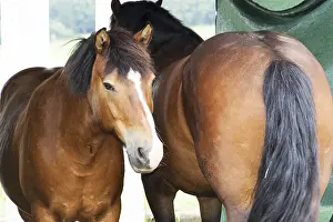 Horse Head Shot Prints: Horse