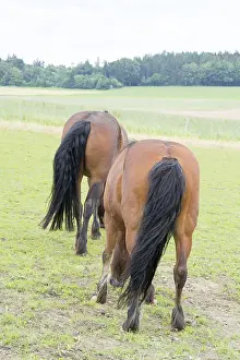 Domestic Horses Prints: Horse