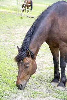 Horse Head Shot Prints: Horse