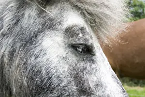 Young Animal Pictures Prints: Horse