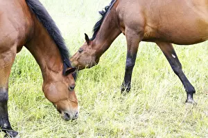 Deserted Horse Paddock Prints: Horse