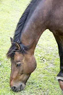 Thoroughbred Breed Prints: Horse