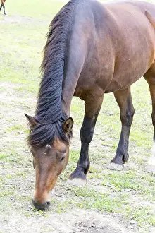 Animal Husbandry Photos Prints: Horse