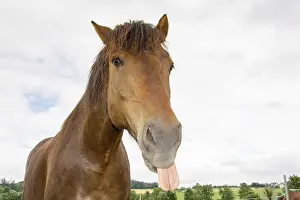 Thoroughbred Breed Prints: Horse