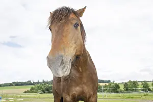 Domestic Horse Prints: Horse