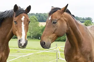 Thoroughbred Breed Prints: Horse