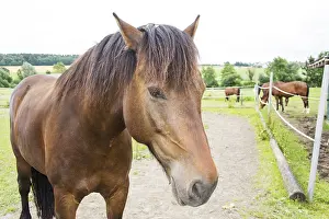 Horse Head Shot Prints: Horse