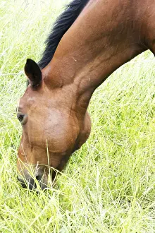 Young Animal Depiction Prints: Horse