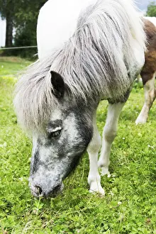 Horse Head Shot Prints: Horse