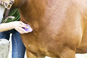 Draft Horse Breeds Prints: Horse