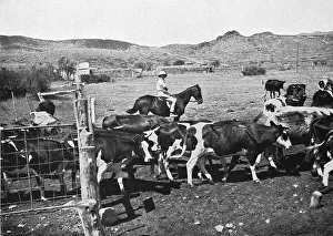 African Rural Scene Prints: On horseback on the cattle paddock