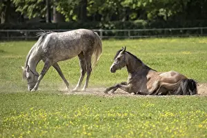 Horse Head Shot Prints: Horses in a clearing