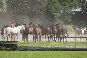 Horse Portrait Prints: Horses in a clearing