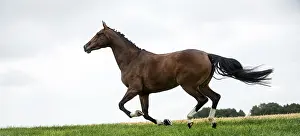 Livestock Photography Prints: Horses galloping in a field