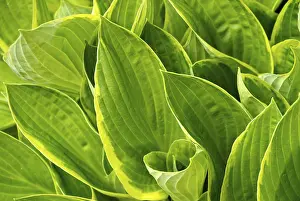 Prints of Hosta Yellow Garden Prints: Hosta Print - Green Leaves and White Flowers