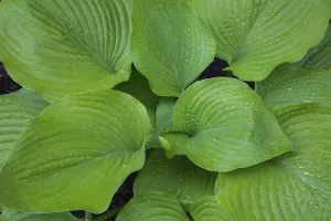 Asparagus Family Plants Prints: Hosta (Hosta) Osiris Ovation in spring