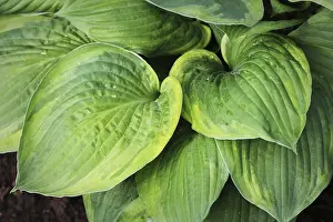 Asparagus Family Plants Prints: Hosta leaves pattern background