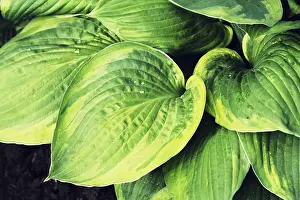 Asparagus Family Plants Prints: Hosta leaves pattern background