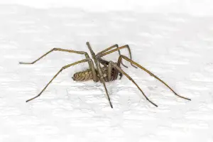 Prints of House angle spider, angle spider, house spider, cellar spider (Tegenaria domestica) - Tegenaria domestica, Barn funnel weaver, Domestic house spider from Germany Domestic House Spider Prints: House Angle Spider Print (Tegenaria domestica)