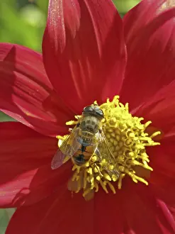 Decorative Garden Plant Prints: Hover fly on Dahlia bloom