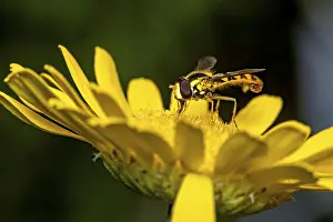 Yellow Flower Close Up Prints: A hoverfly perched on a yellow flower