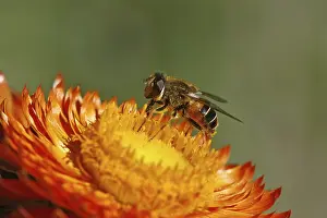 Natural Habitat Photography Prints: Hoverfly on straw flower