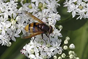 Deserted Flower Visit Prints: Hoverfly visiting flowers